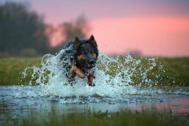 Eğitim kurtarma köpeği doğrudan görünümü. Bohem çoban, safkan. Genç köpek suya alışmaya başladı. Düşük açı fotoğraf, doğrudan görünüm, sıçramak su köpek atlama. Çek Cumhuriyeti yerli köpek doğurmak.