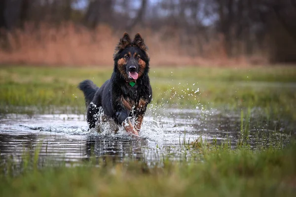 Happy, hairy dog in splashing water, staring directly at camera. Active dog in nature. Direct view on rescue dog in training. Bohemian shepherd, purebred. Low angle photo, direct view. Czech republic.