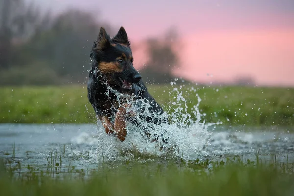 Chien Heureux Courant Directement Caméra Chien Dans Nature Jouant Sur — Photo