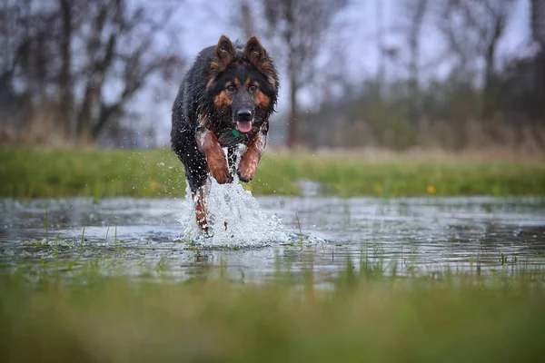 Direct view on rescue dog in training. Bohemian shepherd, purebred. Young dog getting use to water. Low angle photo, direct view, jumping dog in splashing water. Dog breed native to Czech republic.