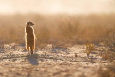 Attentive small Meerkat, Suricata suricatta, closely watching surroundings in freezing morning of Kalahari desert. Low angle photo.  Wildlife photo of backlighted suricate, southern Africa clipart