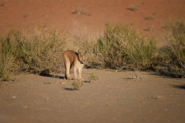 Karakal, çöl vaşak, kırmızı kumullar karşı kuru nehir yatağında yürüyen vahşi hayvan. Doğal ortamında çok utangaç, noktüre yırtıcı. Düşük açılı fotoğraf. Doğrudan görüş. Kgalagadi parkı, Botsvana.