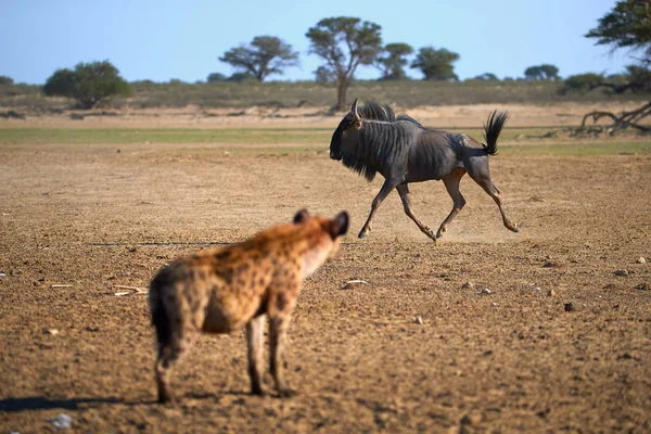 Gevlekte Hyena Crocuta Crocuta Kijkend Naar Running Wildebeest Wild Animal — Stockfoto