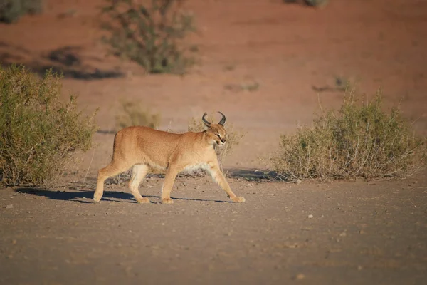 Karakale Wüstenluchse Wilde Tiere Die Trockenen Flussbett Vor Roten Dünen — Stockfoto