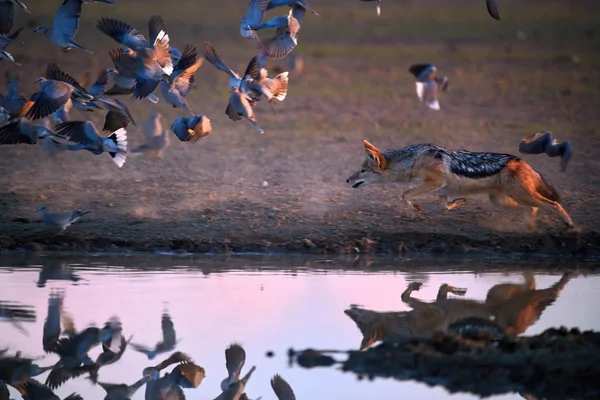 Černej Šakal Canis Mesomelas Afričan Který Loví Holubky Akční Scéna — Stock fotografie