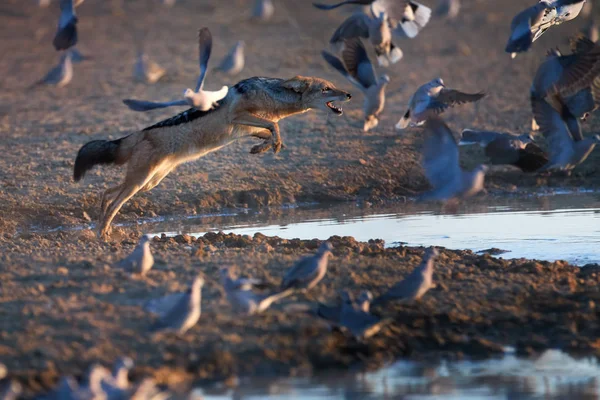 黑背杰克 卡尼斯 梅索格拉斯 非洲狐狸般的卡尼德猎鸽 动物动作场景 狩猎行为 跳着跳 试图抓鸟 非洲野生动物摄影 加纳加迪 — 图库照片