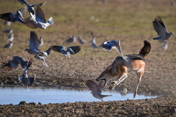 Black Backed Jackal Canis Mesomelas African Fox Canid Hunts Doves — Stock Photo, Image