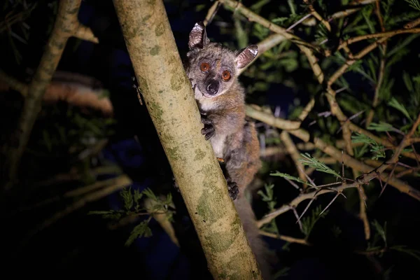 Большая Галаго Гарнетта Большая Бушбэби Otolemur Garnettii Ночные Древесные Приматы — стоковое фото