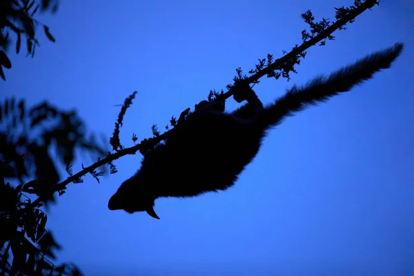 Silhouette Garnetts Större Galago Eller Större Bushbaby Otolemur Garnettii Nattlig — Stockfoto