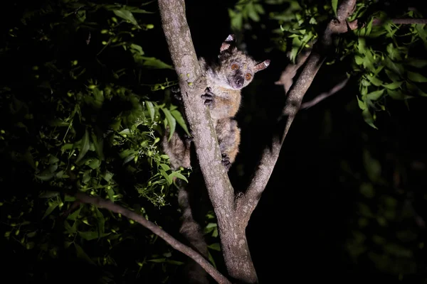 가넷의 갈라고 부시베이비 오탈레무르 가네티 야행성 아프리카에 아보리얼 영장류 나뭇가지에 — 스톡 사진