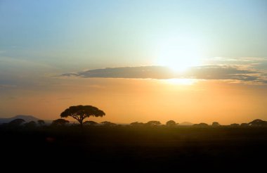 Bir yanardağ Kilimanjaro, Amboseli, Kenya dibinde canlı Afrika günbatımı karşı akasya ağaçlarının siluetleri ile renkli Afrika manzara.