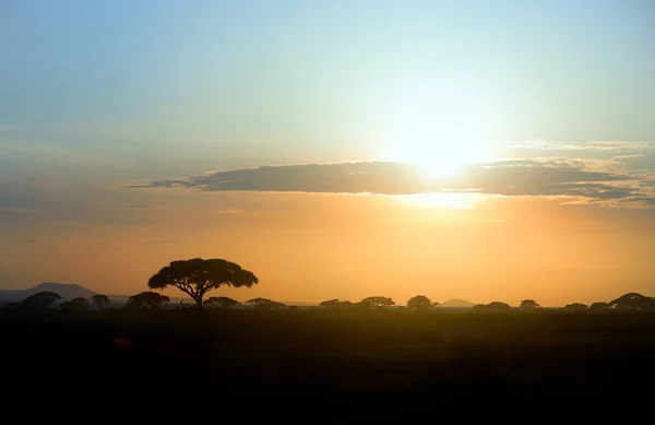 암보셀리 암보셀리 화산기슭의 활기찬 아프리카 석양을 배경으로 아카시아 나무의 실루엣이 — 스톡 사진