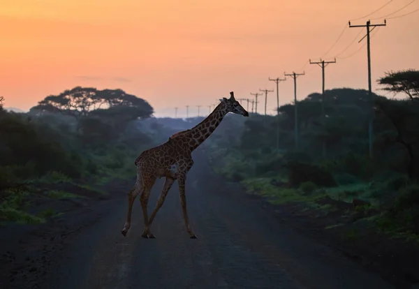 Girafe Traversant Route Gravier Avec Poteaux Électriques Bois Contre Ciel — Photo