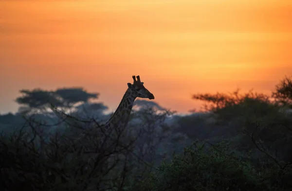 Silhoutte of Giraffe in a vibrant early morning african landscape at the foot of a volcano Kilimanjaro, Amboseli national park, Kenya. Wildlife photography in Kenya. African morning mood.