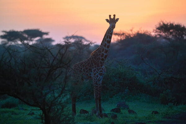 Silhoutte of Giraffe in a vibrant early morning african landscape at the foot of a volcano Kilimanjaro, Amboseli national park, Kenya. Wildlife photography in Kenya. African morning mood.