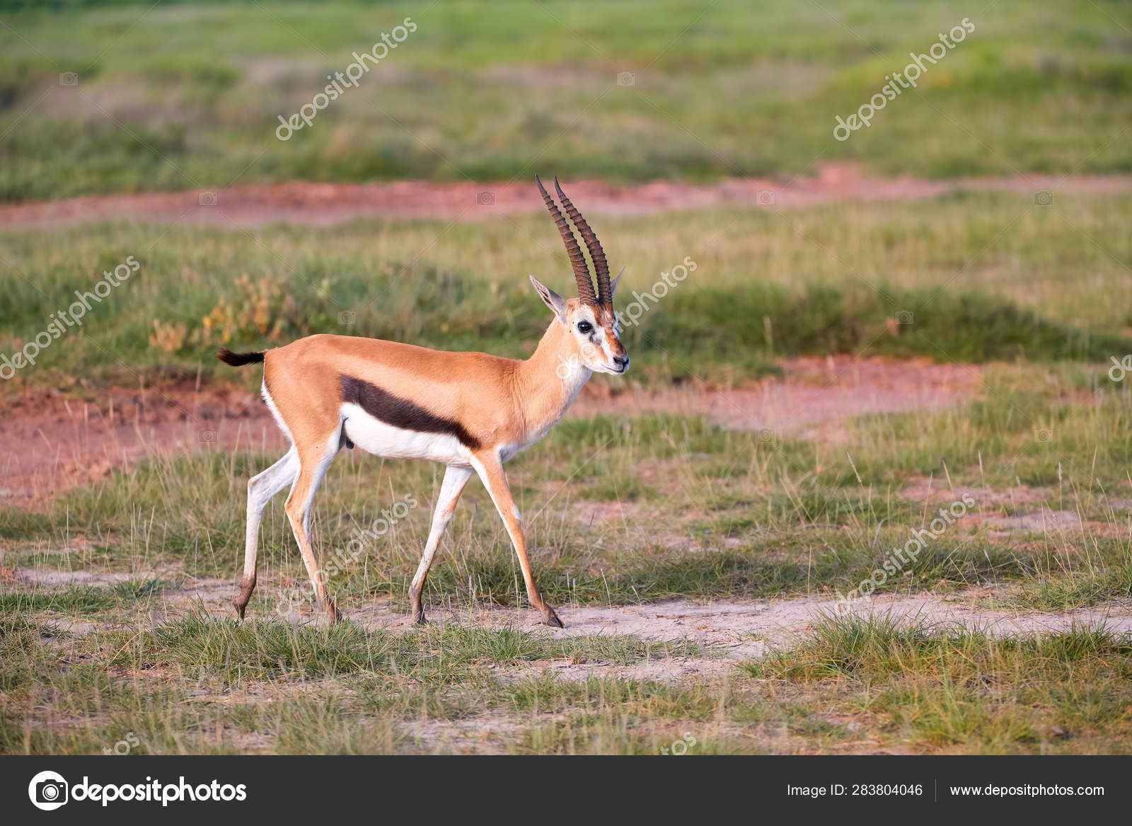 3 853 Gazelle Stock Photos Images Download Gazelle Pictures On Depositphotos