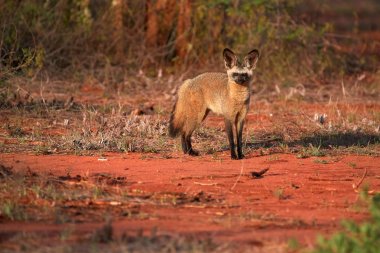 Özenli Yarasa kulaklı tilki, Otocyon megalotis, fotoğrafçı bakıyor. Inin yanında kırmızı zeminüzerinde büyük kulakları olan tilki. Vahşi hayvanlar fotoğrafçılığı, Tsavo West ulusal parkında Afrika safarisi, Kenya.