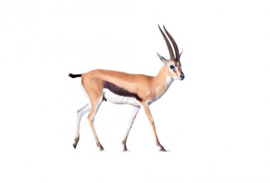 Thomson ceylanı, Eudorcas thomsonii beyaz arka plan üzerinde izole. Amboseli ulusal parkı, Kenya.