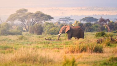 Bir yanardağ Kilimanjaro eteklerinde tipik Afrika manzara, Amboseli milli parkı, Kenya. Savanna, akasya ağaçları ve büyük Afrika fili. Kenya, Tanzanya'da vahşi yaşam fotoğrafçılığı.