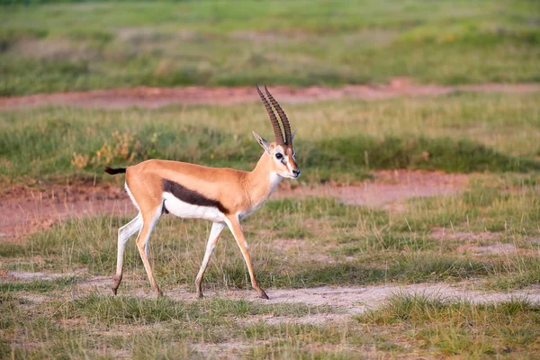 Thomson Gazelle Eudorcas Thomsonii Typical African Landscape Foot Volcano Kilimanjaro — Stock Photo, Image