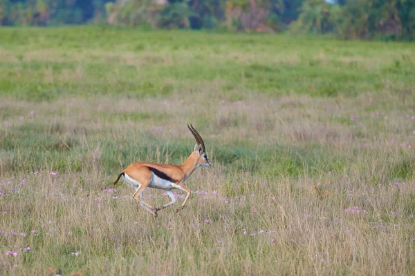 Thomson Gazella Eudorcas Thomsonii Jellegzetes Afrikai Táj Lábánál Egy Vulkán — Stock Fotó