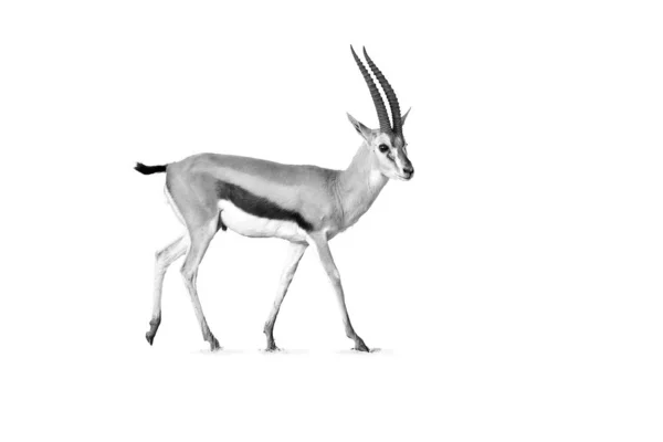 Black White Thomson Gazelle Eudorcas Thomsonii Isolated White Background Amboseli — Stock Photo, Image