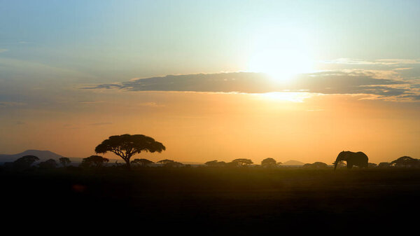 Typical african landscape at the foot of a volcano Kilimanjaro, Amboseli national park, Kenya. Silhouettes of acacia trees and a african elephant against orange sunset. Wildlife photography in Kenya.