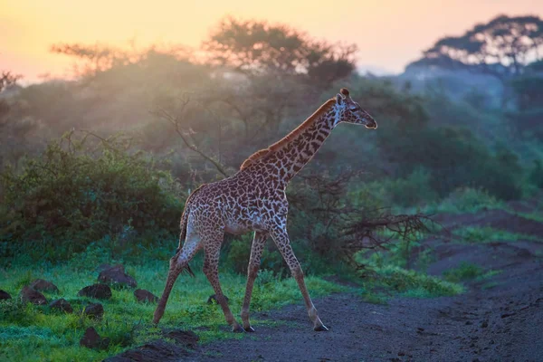 Żyrafa Masai Spaceru Przed Promieniami Wschodzącego Słońca Żywe Kolory Afrykańskiego — Zdjęcie stockowe