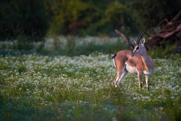 Antilope Timide Brun Blanc Gazelle Grant Nanger Granti Regardant Caméra — Photo