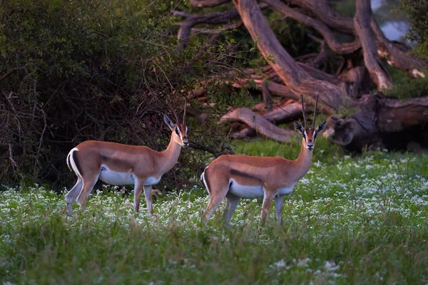 Due Antilopi Bianco Brune Gazzella Grant Nanger Granti Che Passeggia — Foto Stock