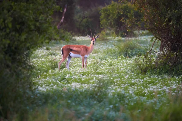 Schüchterne Braun Weiße Antilope Grant Gazelle Nanger Granti Die Die — Stockfoto