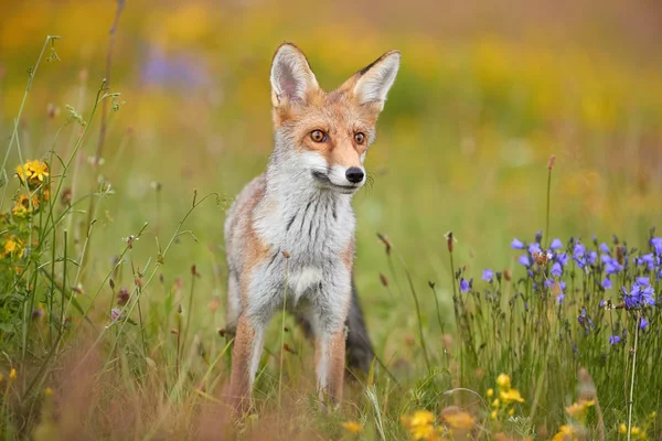 Red Fox Diantara Bunga Biru Dan Kuning Dekat Red Fox — Stok Foto