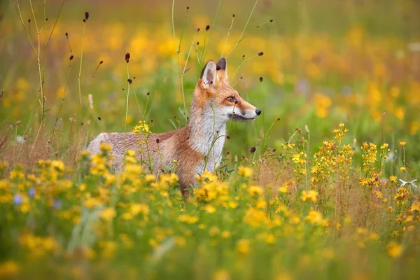 Κόκκινη Αλεπού Ανάμεσα Μπλε Και Κίτρινα Άνθη Κοντινό Υπέροχο Αρκουδάκι — Φωτογραφία Αρχείου
