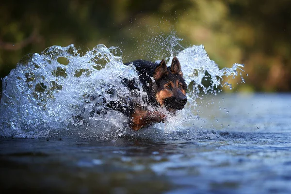 Cão Ativo Correndo Rápido Águas Profundas Salpicando Luz Colorida Noite — Fotografia de Stock