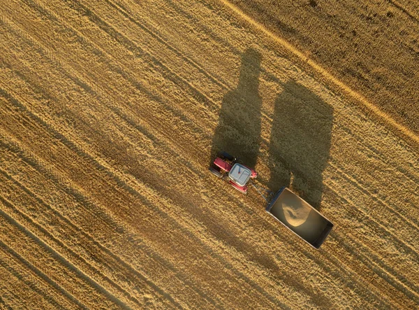 Vue Aérienne Tracteur Avec Voie Évitement Pleine Grain Travaillant Sur — Photo