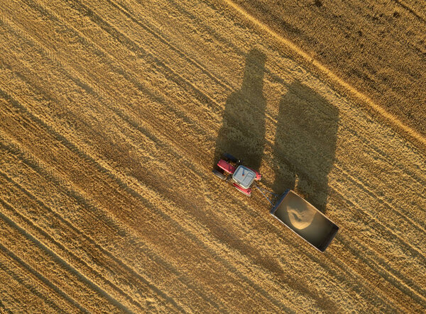 Aerial view of a  tractor with siding full of grain,  working in field. Agriculture machine gathers the wheat at sunset.  Harvesting ripe wheat field. Czech agriculture. Diagonal lines. From above.