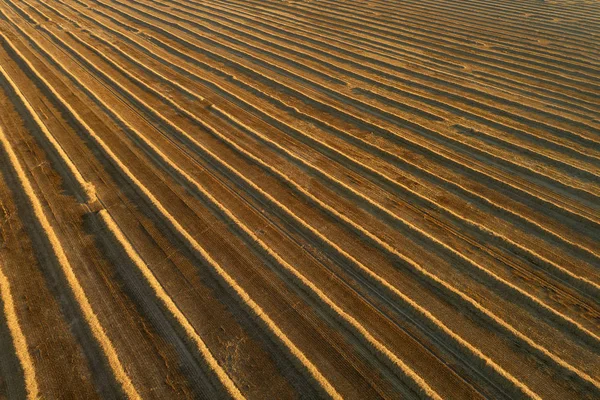 View  from above of a field with straw rows after harvest in golden light. Agriculture in sunset. Harvesting grain field, finish of a crop season. Aerial view. Farming in Czech republic.