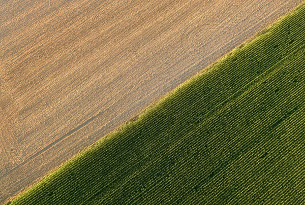 Goud Rijp Tarwe Veld Diagonaal Gedeeld Door Groene Maïsveld Zonsondergang — Stockfoto