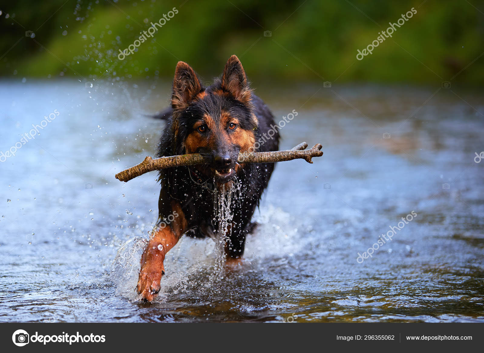 Black Brown Hairy Shepherd Dog Retrieving Stick Splashing Water Actions Stock Photo C Mecan 296355062