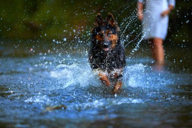 Siyah ve kahverengi kıllı çoban köpeği doğrudan kamera bir nehrin su sıçrayan hızlı çalışan. Eylemler, suda köpek ile eğitim oyunları. Bohem çoban, safkan. Düşük açılı fotoğraf, yaz günü.