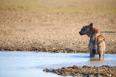Spotted Hyena, crocuta crocuta standing in the water of the waterhole. Close up, side view. Photo Safari in Kgalagadi transfrontier park, Polentswa, Botswana. clipart