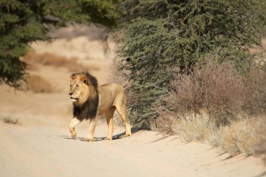 Kalahari aslanı, Panthera leo vernayi, Kalahari çölütipik bir ortamda yürüyüş. Güneşli sıcak günde siyah yele ile büyük aslan erkek. Doğrudan görüş, alçak açı. Kgalagadi sınır ötesi parkı, Botsvana