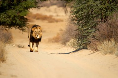 Kalahari lion, Panthera leo vernayi, walking in typical environment of Kalahari desert. Big lion male with black mane in sunny hot day. Direct view, low angle. Kgalagadi transfrontier park, Botswana clipart