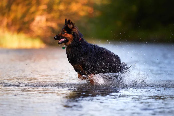 Chien Poilu Sautant Dans Les Éclaboussures Eau Une Rivière Tête — Photo