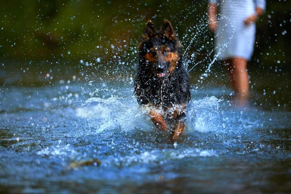 Chien Berger Poilu Noir Brun Courant Rapidement Dans Les Éclaboussures — Photo