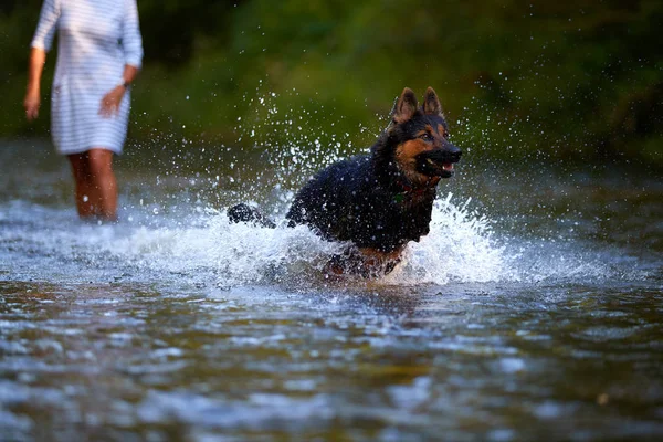 Chien Berger Poilu Noir Brun Courant Rapidement Dans Les Éclaboussures — Photo