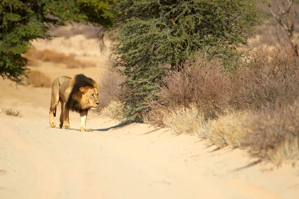 León Kalahari Panthera Leo Vernayi Caminando Ambiente Típico Del Desierto —  Fotos de Stock