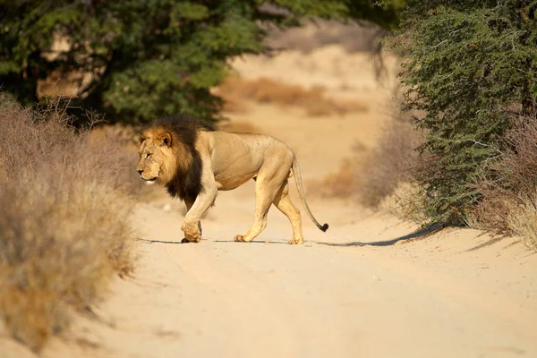 Kalahari Aslanı Panthera Leo Vernayi Kalahari Çölütipik Bir Ortamda Yürüyüş — Stok fotoğraf