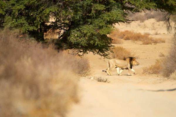 Kalahari lion, Panthera leo vernayi, walking on sandy road in typical environment of Kalahari desert. Big lion male with black mane in sunny hot day. Sideview, low angle. Kgalagadi  park, Botswana.