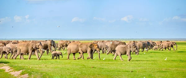 Панорамное Фото Огромного Стада Африканских Слонов Зеленой Саванне Национального Парка — стоковое фото